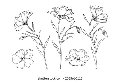 Hand drawn flowers in different position isolated on white background. Line art floral collection. Vector beautiful illustration.