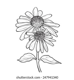 Hand drawn flowers - Echinacea purpurea (purple coneflower). Ink style drawing