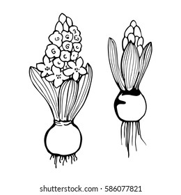 Hand drawn flowers.  Hyacinths.   Vector illustration