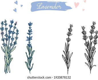 Hand Drawn Flowers Of Lavender, Lavanda, Floral Art