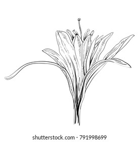 Hand Drawn Flowers Lilies on a white background. Isolated vector illustration in line art style. Template card, invitation, banner, tattoo, design element.