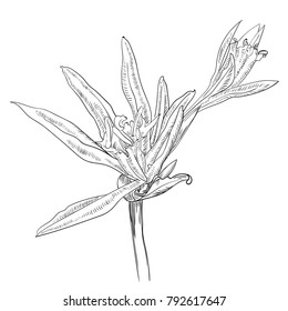 Hand Drawn Flowers Lilies on a white background