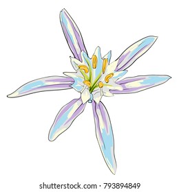 Hand Drawn Flowers Lilies on a white background