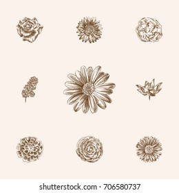 Hand Drawn Flowers Sketches Set. Collection Of Calendula, Marguerite, Daisies And Other Sketch Elements.