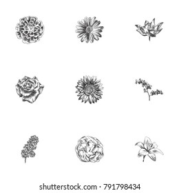 Hand Drawn Flowers Sketches Set. Collection Of Camellia, Jasmine, Saffron And Other Sketch Elements.