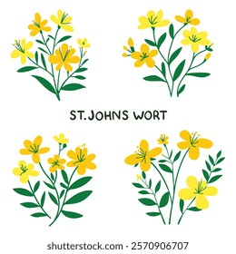 Hand Drawn Flowers St. Johns Wort simple vector illustration on a white background