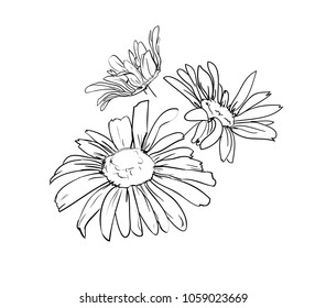 Hand Drawn Flowers Vector Illustration, Daisies from the field.  