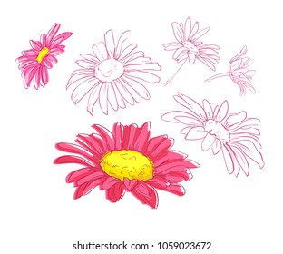 Hand Drawn Flowers Vector Illustration, Daisies from the field.  