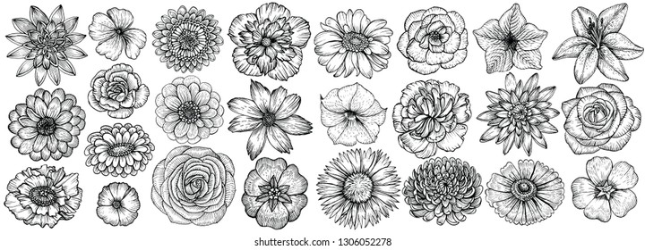 Hand drawn flowers, vector illustration. Big set of different types garden flowers in sketch style.