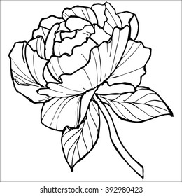 Hand Drawn Flowers. Vector Illustration