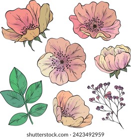 Handgezeichnete Blumen. Vektorset von Design-Elementen für Gewebe, Textilien, Tapeten-Drucke