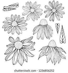 Hand drawn flowers . Vector sketch  illustration.