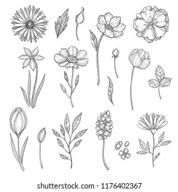 Hand drawn flowers. Vector various pictures of plants. Illustration of flower and plant, floral leaf sketch