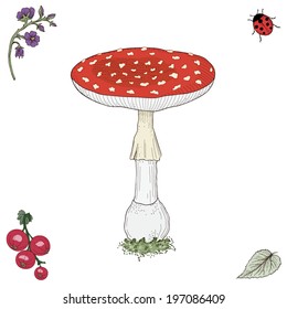 Hand drawn fly agaric mushroom. Vintage engraving style. Colorful illustration