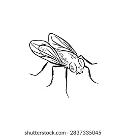 Hand drawn fly, a bug drawn by hand in black line.