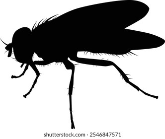 Hand drawn fly silhouette illustration. Insect animal isolated on white.