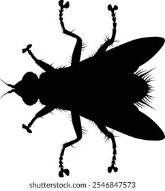 Hand drawn fly silhouette illustration. Insect animal isolated on white.