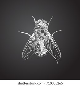 Hand Drawn Fly Sketch Symbol. Vector Housefly Element In Trendy Style.