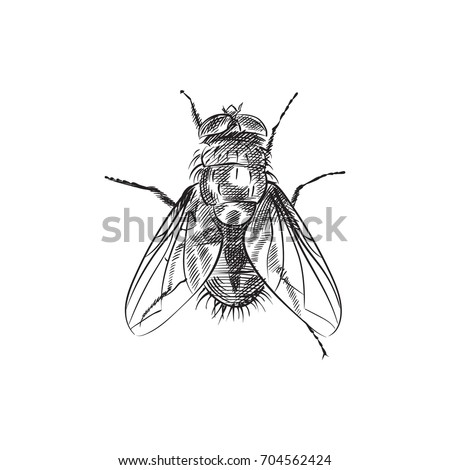 House Fly Sketch