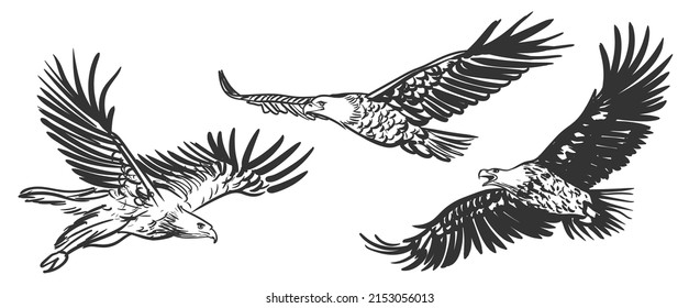 Hand drawn flying eagle spreading wings black and white isolated vector drawing