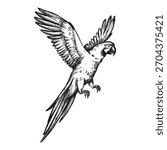 hand drawn flying parrot with open wings, tropical forest bird, vector illustration of exotic animal, ink black white engraving sketch of pet, zoo bird, line art picture for animal store decoration