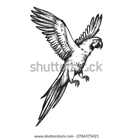 hand drawn flying parrot with open wings, tropical forest bird, vector illustration of exotic animal, ink black white engraving sketch of pet, zoo bird, line art picture for animal store decoration
