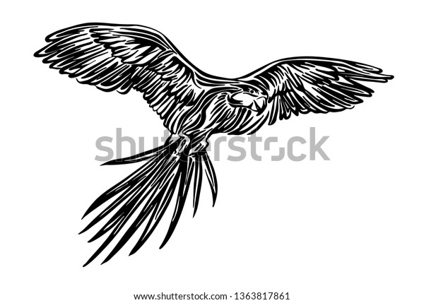 Hand Drawn Flying Parrot Outline Sketch Stock Vector (Royalty Free ...