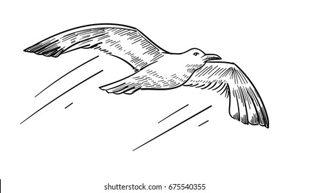 Hand drawn flying seagull