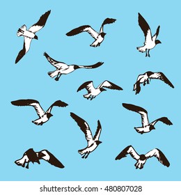 Hand drawn flying seagulls. Black and white illustration sketch. Birds in flight. Seagulls for decor or print. Drawings representing different phases of a bird flight
