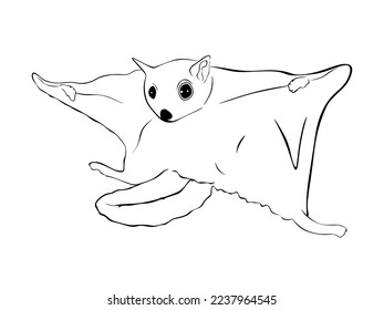 Ardilla voladora dibujada a mano aislada en fondo blanco. Ilustración vectorial de ardilla voladora con un estilo mínimo.