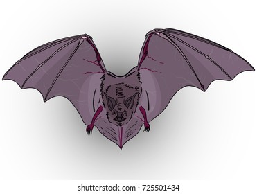 Hand drawn flying vampire bat, with wide spread wings. Colored sketch vector illustration, Halloween object isolated on gradient background.