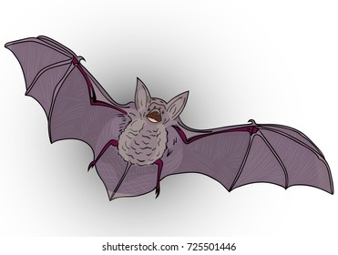 Hand drawn flying vampire bat, with wide spread wings. Colored sketch vector illustration, Halloween object isolated on gradient background.