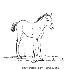Hand drawn foal, Vector sketch isolated on white