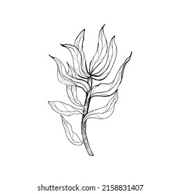 Handgezogener Blattprotea. Vektorgrafik.