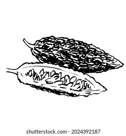 Hand drawn food ingredients , food menu illustrations , Bitter gourd icon, Momordica.