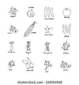 Hand drawn food ingredients / food menu illustrations