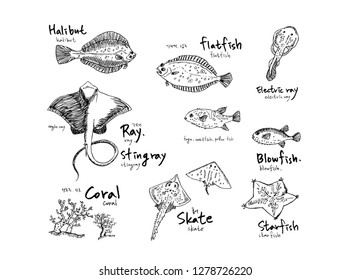 Hand drawn food ingredients - sea food menu illustrations - vector