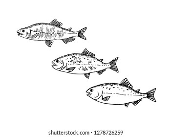 Hand drawn food ingredients - sea food menu illustrations - vector