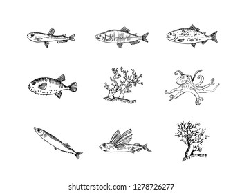 Hand drawn food ingredients - sea food menu illustrations - vector