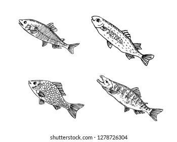 Hand drawn food ingredients - sea food menu illustrations - vector