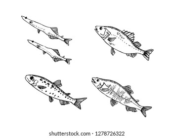 Hand drawn food ingredients - sea food menu illustrations - vector