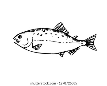 Hand drawn food ingredients - sea food menu illustrations - vector