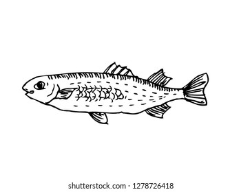 Hand drawn food ingredients - sea food menu illustrations - vector