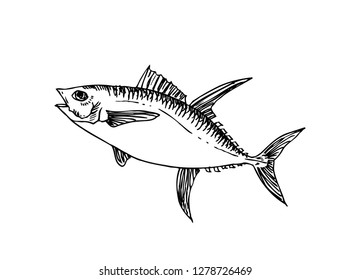Hand drawn food ingredients - sea food menu illustrations - vector