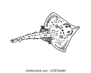 Hand drawn food ingredients - sea food menu illustrations - vector