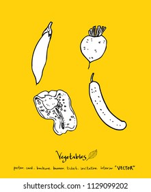 Hand drawn food ingredients - vegetable and fruit illustrations - vector