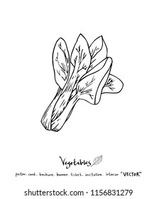 Hand drawn food ingredients - vegetable and fruit illustrations - vector