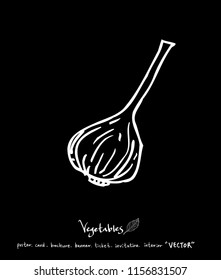 Hand drawn food ingredients - vegetable and fruit illustrations - vector