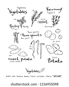 Hand drawn food ingredients - vegetable and fruit illustrations - vector