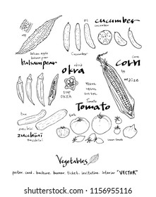 Hand drawn food ingredients - vegetable and fruit illustrations - vector